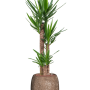 Yucca elephantipes în varianta „Baq Polystone Coated Plain”