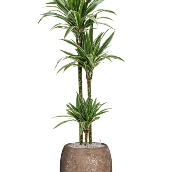 Dracaena 'Warneckei' în ghiveci Baq Polystone simplu, cu acoperire Dracaena 'Warneckei' în ghiveci Baq Polystone simplu, cu acoperire