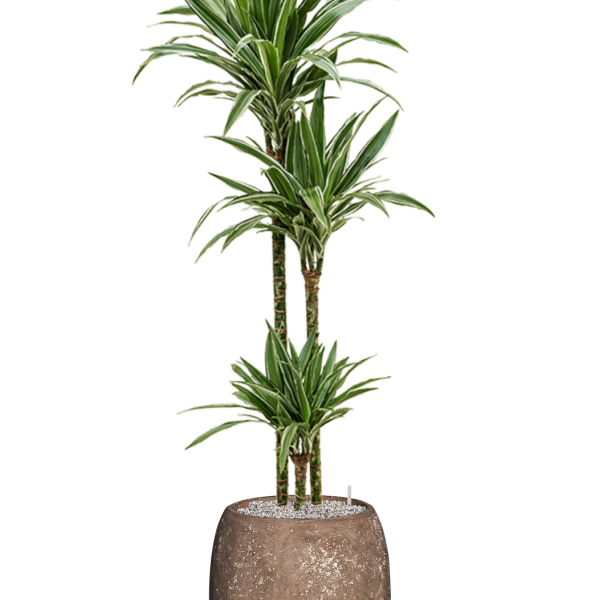 Dracaena 'Warneckei' în ghiveci Baq Polystone simplu, cu acoperire