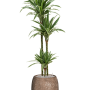 Dracaena 'Warneckei' în ghiveci Baq Polystone simplu, cu acoperire