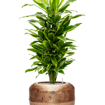 Dracaena fragrans 'Golden Coast' în ghiveci Baq Opus Raw Dracaena fragrans 'Golden Coast' în ghiveci Baq Opus Raw
