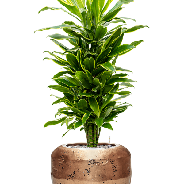 Dracaena fragrans 'Golden Coast' în ghiveci Baq Opus Raw Dracaena fragrans 'Golden Coast' în ghiveci Baq Opus Raw
