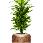 Dracaena fragrans 'Golden Coast' în ghiveci Baq Opus Raw