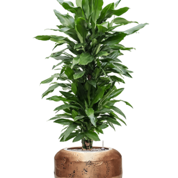 Dracaena fragrans 'Janet Lind' în ghiveci Baq Opus Raw Dracaena fragrans 'Janet Lind' în ghiveci Baq Opus Raw