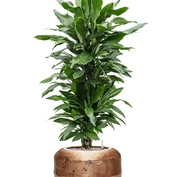 Dracaena fragrans 'Janet Lind' în ghiveci Baq Opus Raw Dracaena fragrans 'Janet Lind' în ghiveci Baq Opus Raw