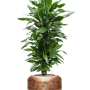 Dracaena fragrans 'Janet Lind' în ghiveci Baq Opus Raw