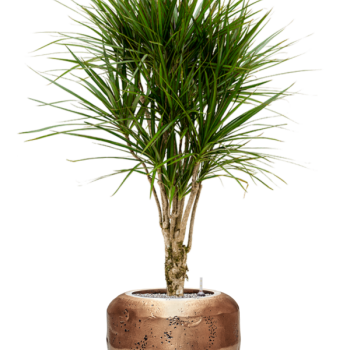 Dracaena marginata în Baq Opus Raw
