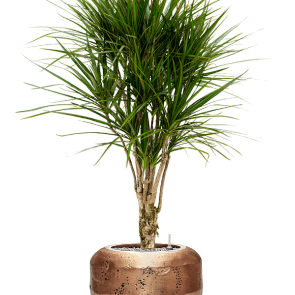 Dracaena marginata în Baq Opus Raw