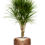 Dracaena marginata în Baq Opus Raw