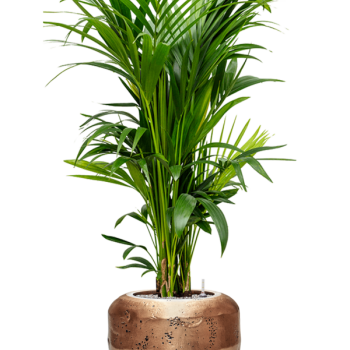 Kentia (Howea) forsteriana în Baq Opus Raw Kentia (Howea) forsteriana în Baq Opus Raw