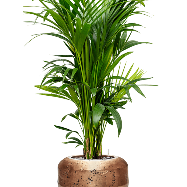 Kentia (Howea) forsteriana în Baq Opus Raw