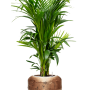 Kentia (Howea) forsteriana în Baq Opus Raw