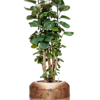 Aralia (polyscias) Fabian în Baq Opus Raw