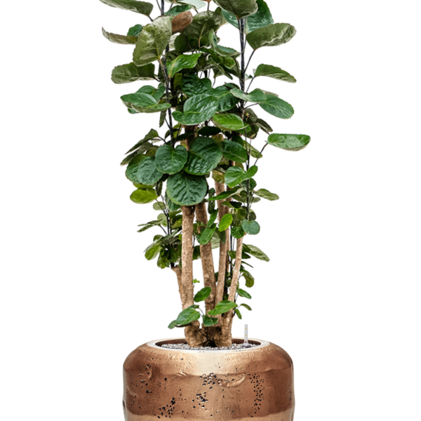 Aralia (polyscias) Fabian în Baq Opus Raw