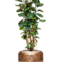 Aralia (polyscias) Fabian în Baq Opus Raw