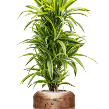 Dracaena fragrans 'Lemon Lime' în ghiveci Baq Opus Raw