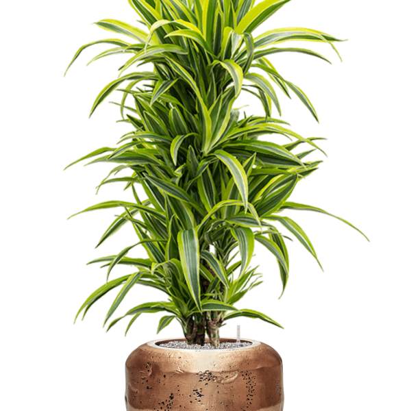 Dracaena fragrans 'Lemon Lime' în ghiveci Baq Opus Raw Dracaena fragrans 'Lemon Lime' în ghiveci Baq Opus Raw