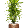 Dracaena fragrans 'Lemon Lime' în ghiveci Baq Opus Raw