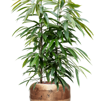 Ficus binnendijkii 'Amstel King' în Baq Opus Raw