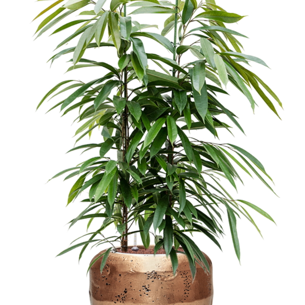 Ficus binnendijkii 'Amstel King' în Baq Opus Raw
