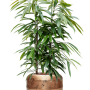 Ficus binnendijkii 'Amstel King' în Baq Opus Raw