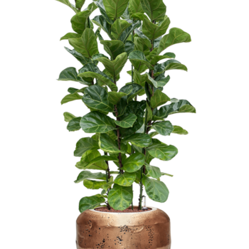 Ficus lyrata 'Bambino' în ghiveci Baq Opus Raw