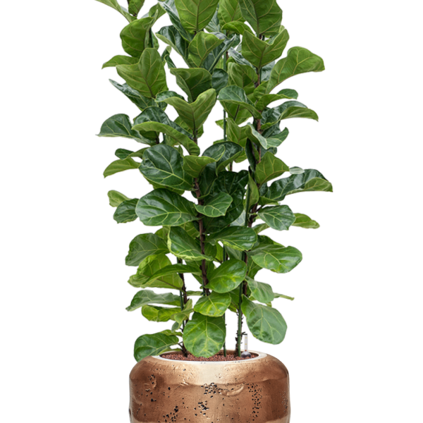 Ficus lyrata 'Bambino' în ghiveci Baq Opus Raw