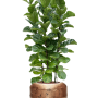 Ficus lyrata 'Bambino' în ghiveci Baq Opus Raw