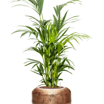 Kentia (Howea) forsteriana în Baq Opus Raw Kentia (Howea) forsteriana în Baq Opus Raw