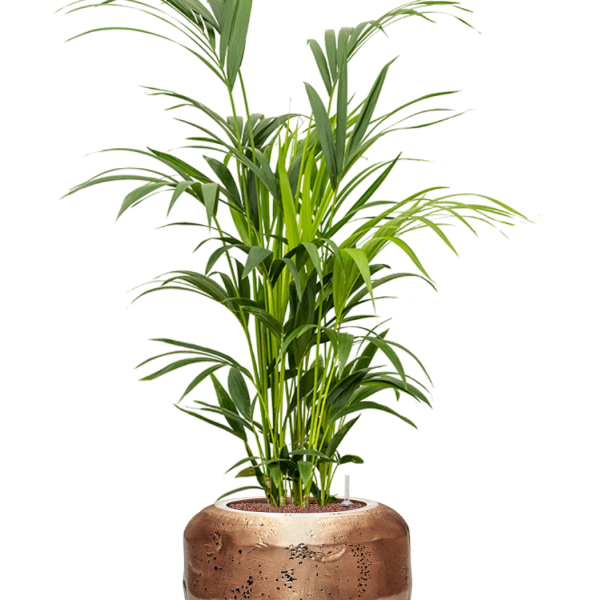 Kentia (Howea) forsteriana în Baq Opus Raw
