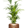 Kentia (Howea) forsteriana în Baq Opus Raw