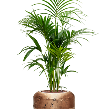 Kentia (Howea) forsteriana în Baq Opus Raw Kentia (Howea) forsteriana în Baq Opus Raw