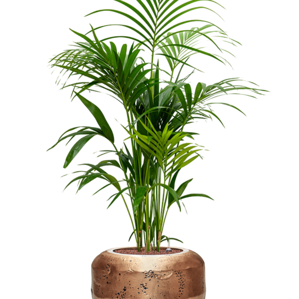Kentia (Howea) forsteriana în Baq Opus Raw