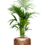 Kentia (Howea) forsteriana în Baq Opus Raw