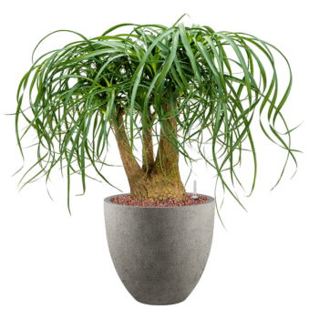 Beaucarnea recurvata în Grigio Beaucarnea recurvata în Grigio