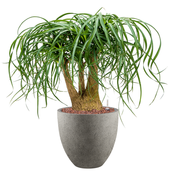 Beaucarnea recurvata în Grigio Beaucarnea recurvata în Grigio