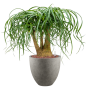 Beaucarnea recurvata în Grigio