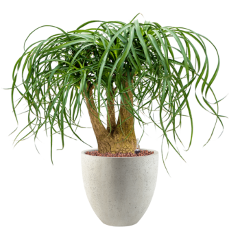 Beaucarnea recurvata în Grigio Beaucarnea recurvata în Grigio