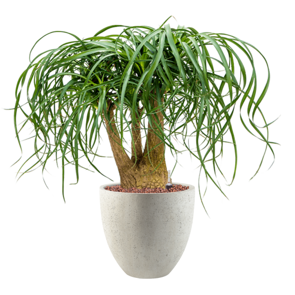 Beaucarnea recurvata în Grigio Beaucarnea recurvata în Grigio