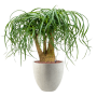 Beaucarnea recurvata în Grigio