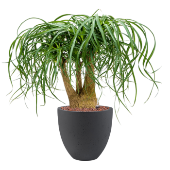 Beaucarnea recurvata în Grigio Beaucarnea recurvata în Grigio