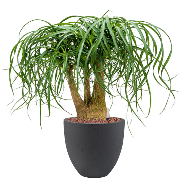 Beaucarnea recurvata în Grigio Beaucarnea recurvata în Grigio