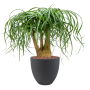 Beaucarnea recurvata în Grigio