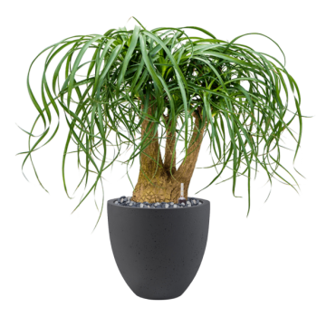 Beaucarnea recurvata în Grigio Beaucarnea recurvata în Grigio