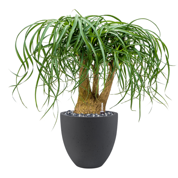 Beaucarnea recurvata în Grigio Beaucarnea recurvata în Grigio
