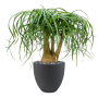 Beaucarnea recurvata în Grigio