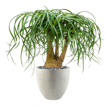 Beaucarnea recurvata în Grigio Beaucarnea recurvata în Grigio
