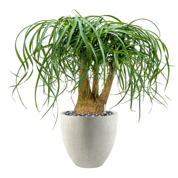 Beaucarnea recurvata în Grigio Beaucarnea recurvata în Grigio