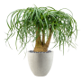Beaucarnea recurvata în Grigio