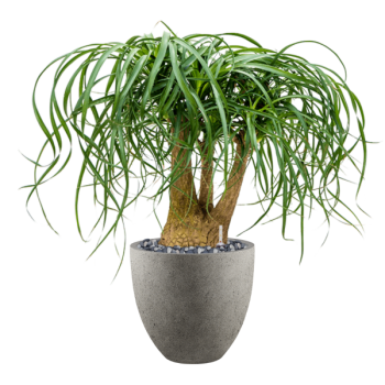 Beaucarnea recurvata în Grigio Beaucarnea recurvata în Grigio